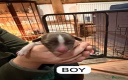 English Springer Spaniel dogs for sale: Gorgeous ESS Puppies-Heavily Marked Liver & White - Image 11