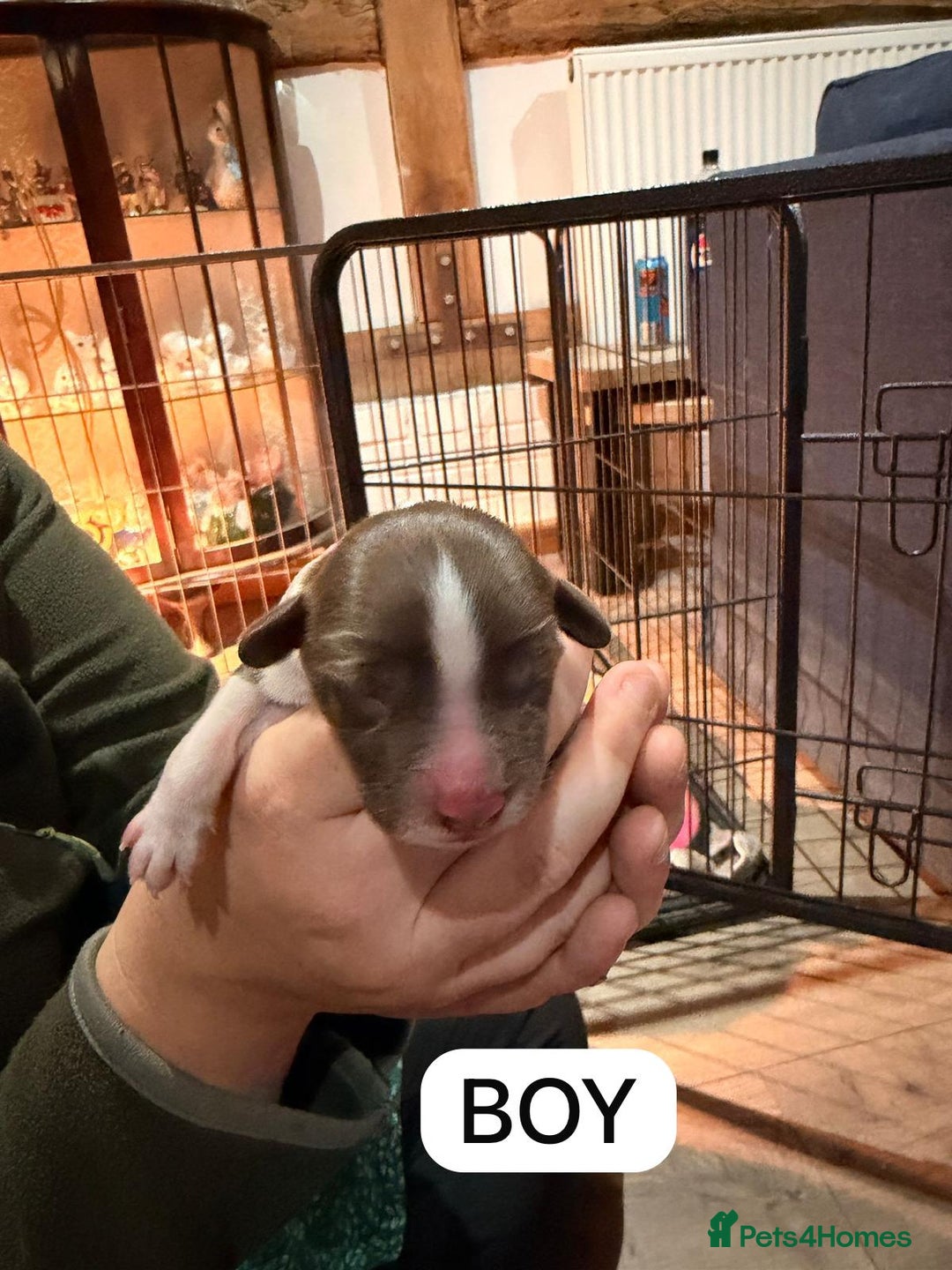 English Springer Spaniel dogs for sale: Gorgeous ESS Puppies-Heavily Marked Liver & White - Image 11