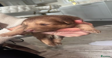 German Shepherd dogs - Advert 2