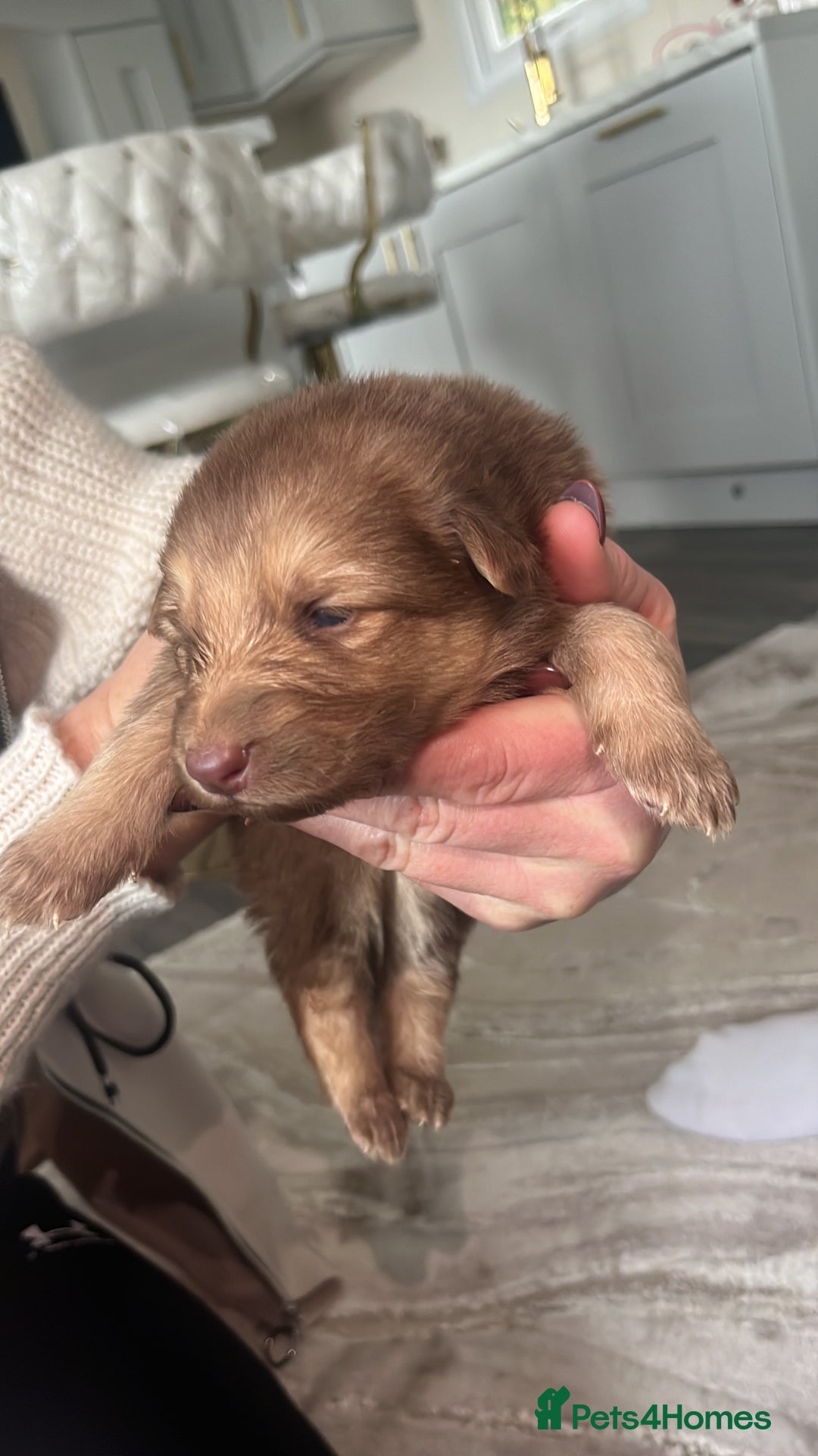 German Shepherd dogs for sale: Working KC GSD German shepherd puppies  - Image 3