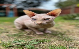 Sphynx cats for stud: Pedigree Elf Boy available for stud - Image 2