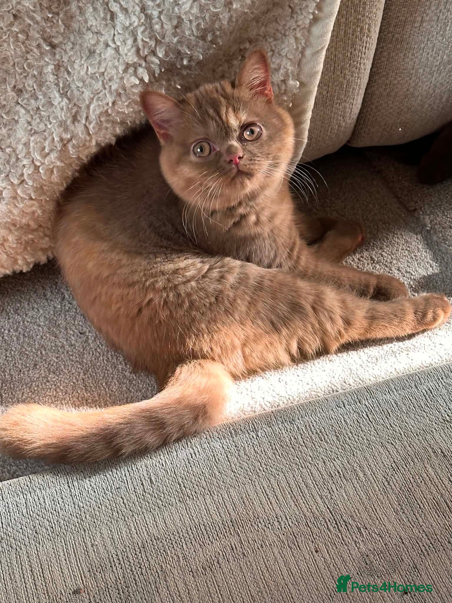 British Shorthair cats GCCF Cinnamon Tortoiseshell champion line readynow - Advert 4