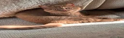 British Shorthair cats for sale: GCCF Cinnamon Tortoiseshell champion line readynow - Advert 3