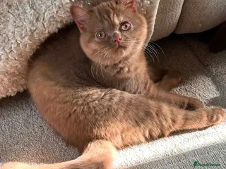 British Shorthair cats GCCF Cinnamon Tortoiseshell champion line readynow - Advert 4