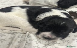 Sprocker dogs for sale: Beautiful sprockers  - Image 11