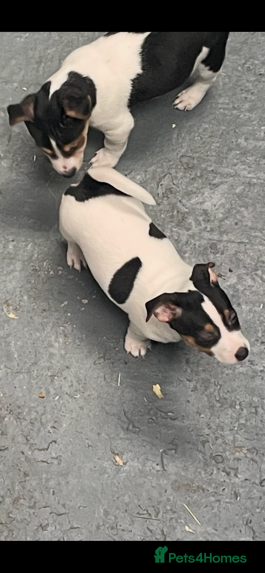 Jack Russell dogs for sale: Pure Jack Russell Puppies for sale  - Image 13