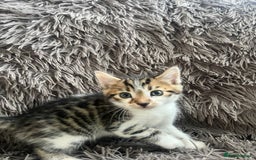 Bengal cats for sale: RUSSIAN BLUE BENGLES - Image 9
