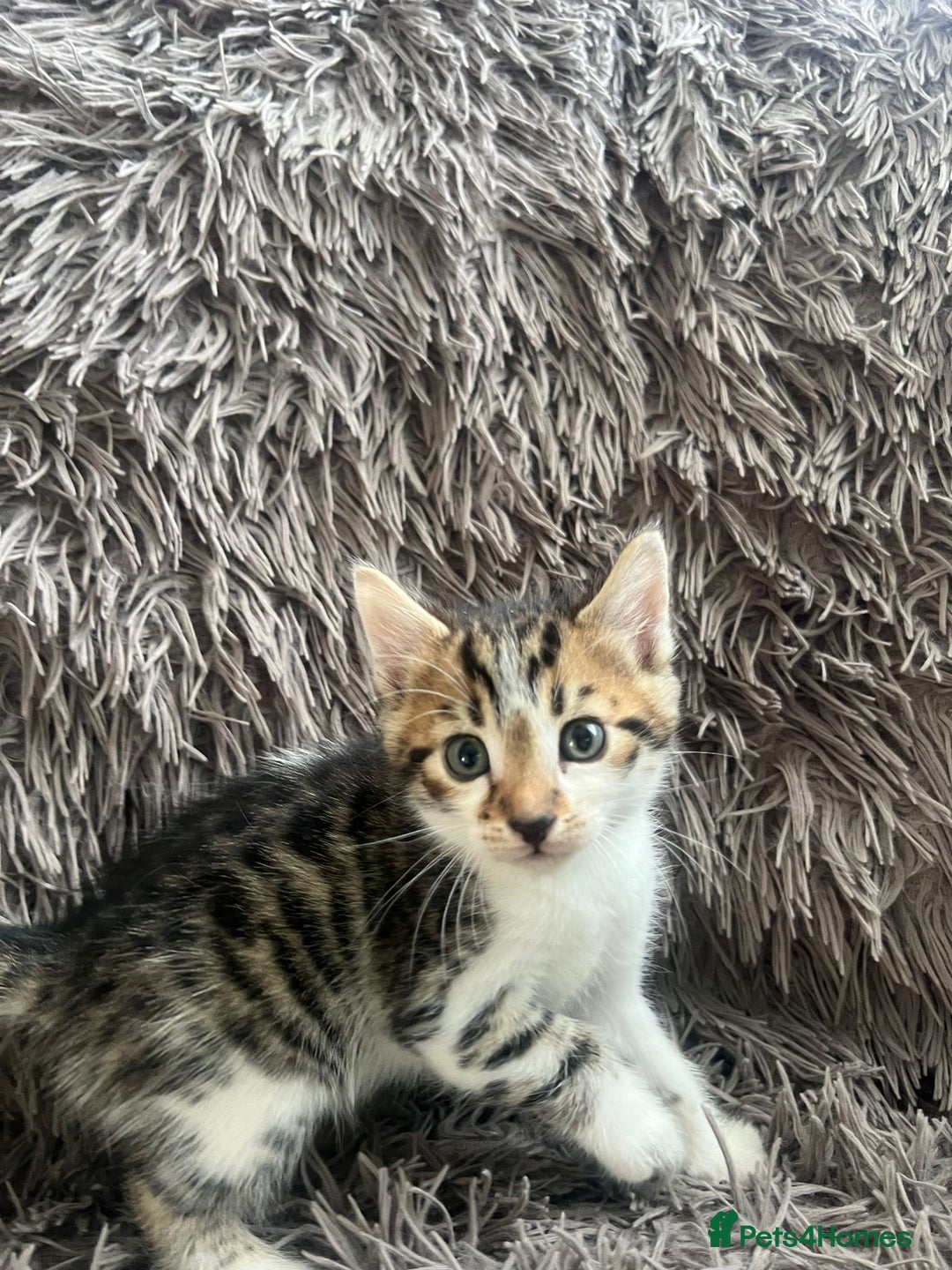 Bengal cats for sale: RUSSIAN BLUE BENGLES - Image 9