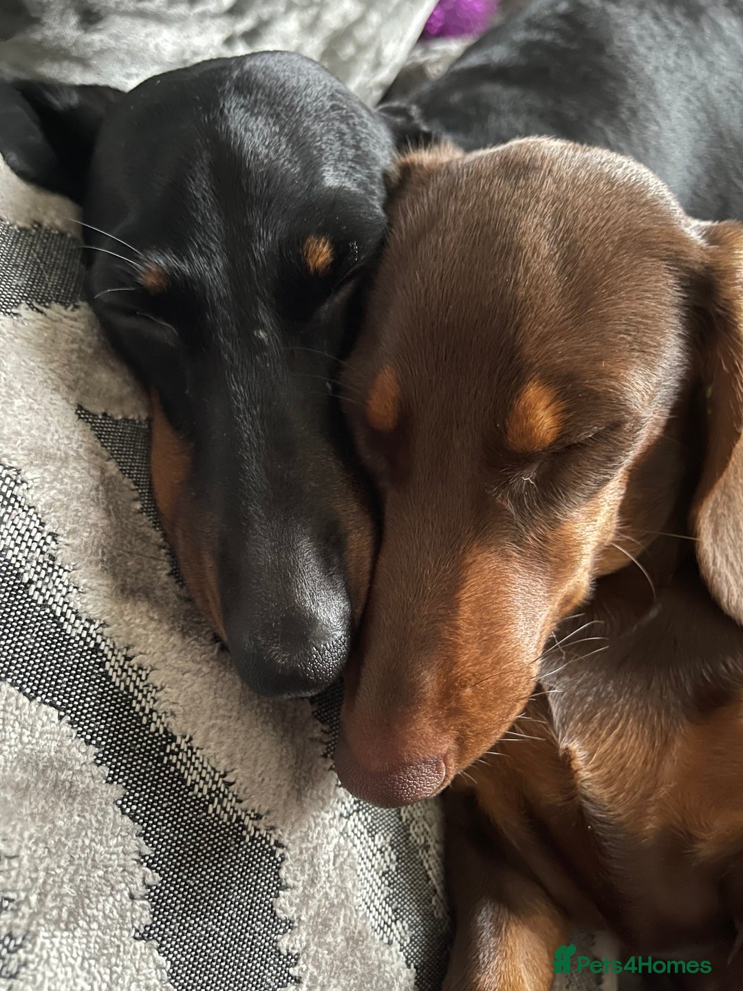 Miniature Dachshund dogs for stud: 🦖RAVENOUS REX🦖 in Worcester - Image 2
