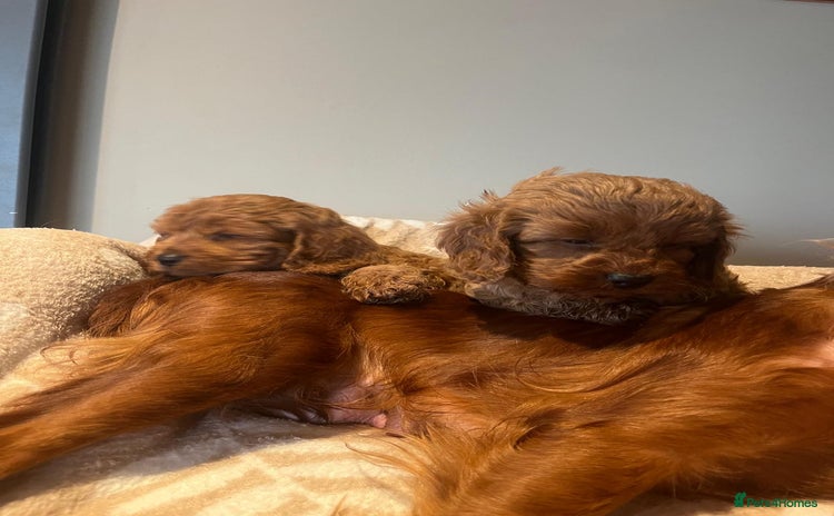 Cavapoo dogs Cavapoo Red - Advert 16