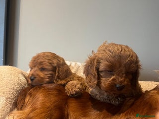 Cavapoo dogs Cavapoo Red - Advert 14