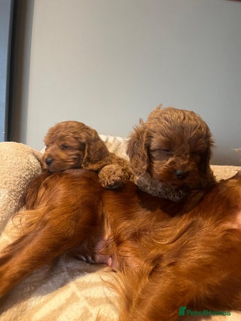 Cavapoo dogs Cavapoo Red - Advert 1