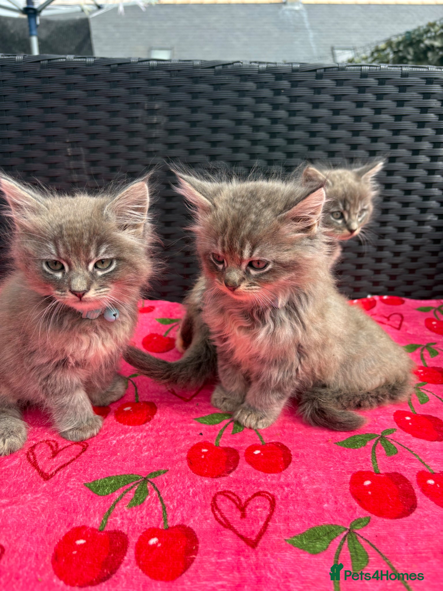 Mixed Breed cats Ragdoll x kittens  - Advert 10