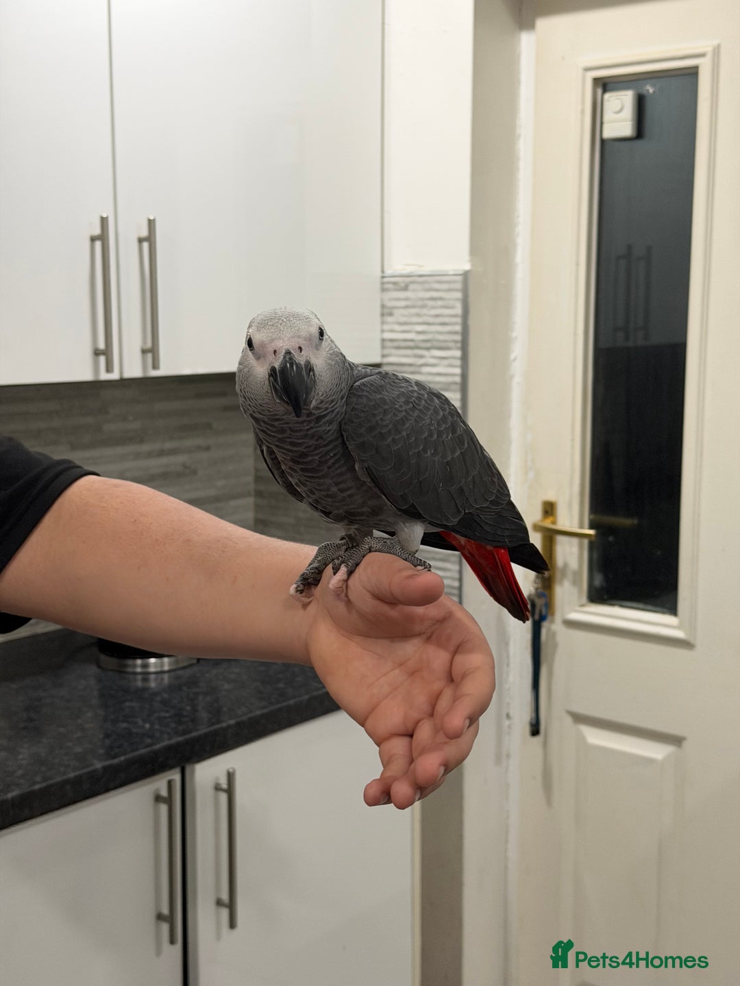 Parrots birds for sale: Super tame baby African greys  - Advert 8