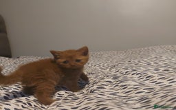 British Shorthair cats for sale: British shorthair kittens and scotish fold  - Image 8