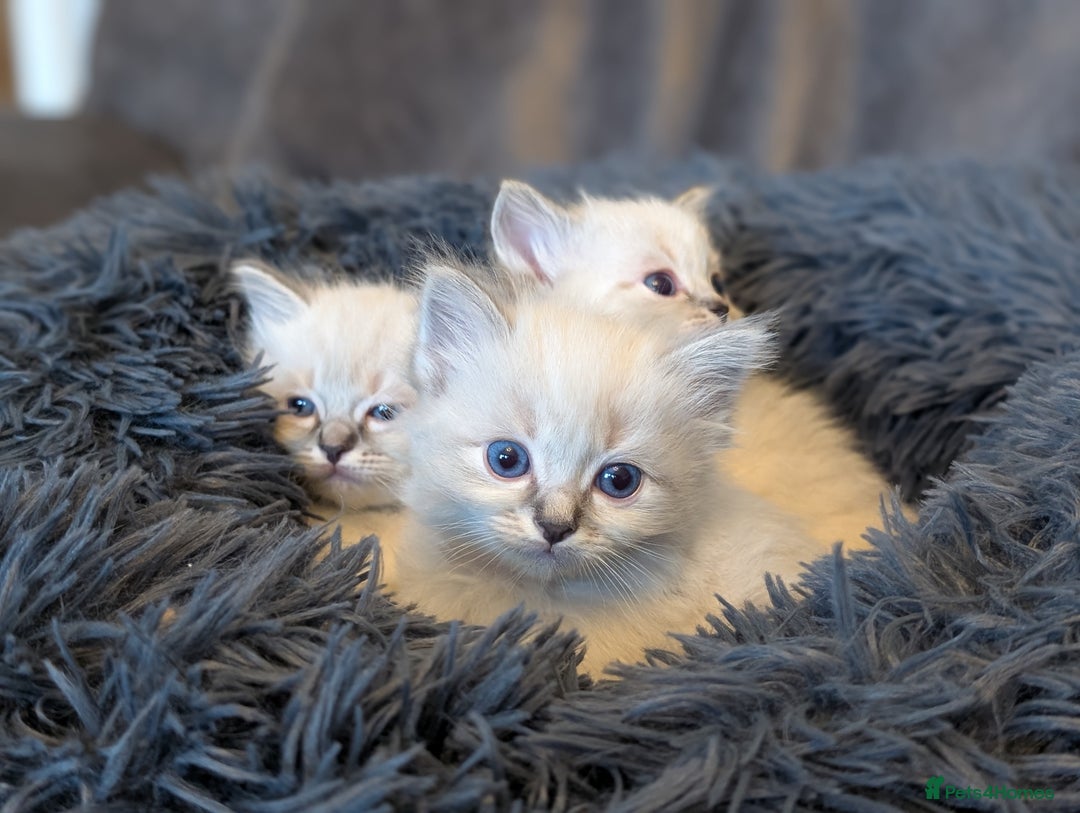 Ragdoll cats for sale: Ragdoll X Siberian X Himalyan - kittens  - Image 4