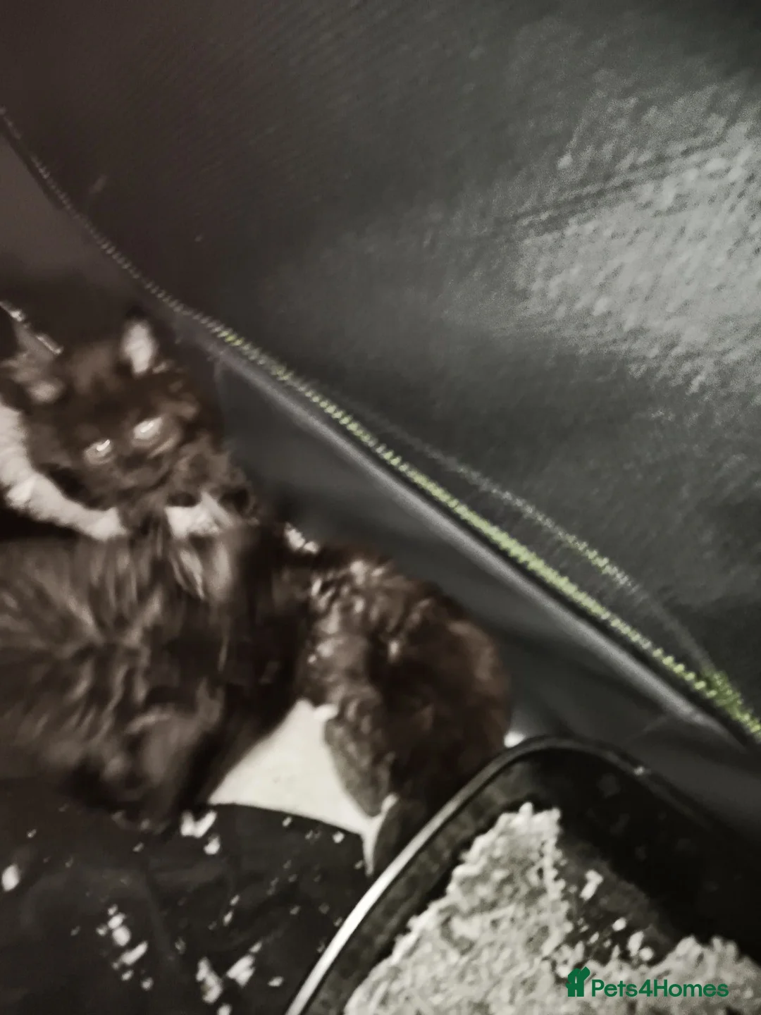 Maine Coon cats for sale: For sale 2 mainecoon fluff baby ball kitties - Advert 2