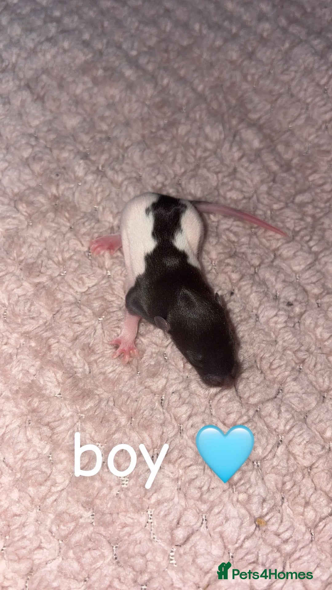 Rat rodents for sale: Baby rats for sale  - Advert 5