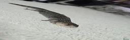 Skink reptiles for sale: Proven Female pink tounge skink - Advert 7
