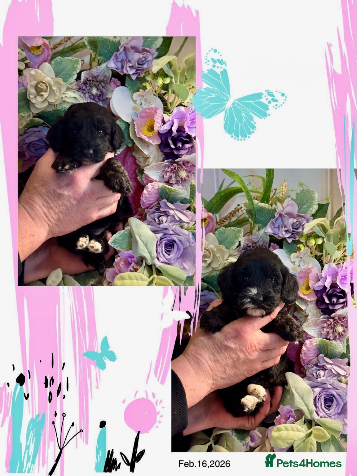 Cockapoo dogs 2 left dna clear gorgeous Cockerpoo puppies  - Advert 1