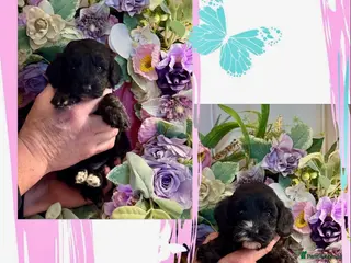 Cockapoo dogs 2 left dna clear gorgeous Cockerpoo puppies - Advert 1