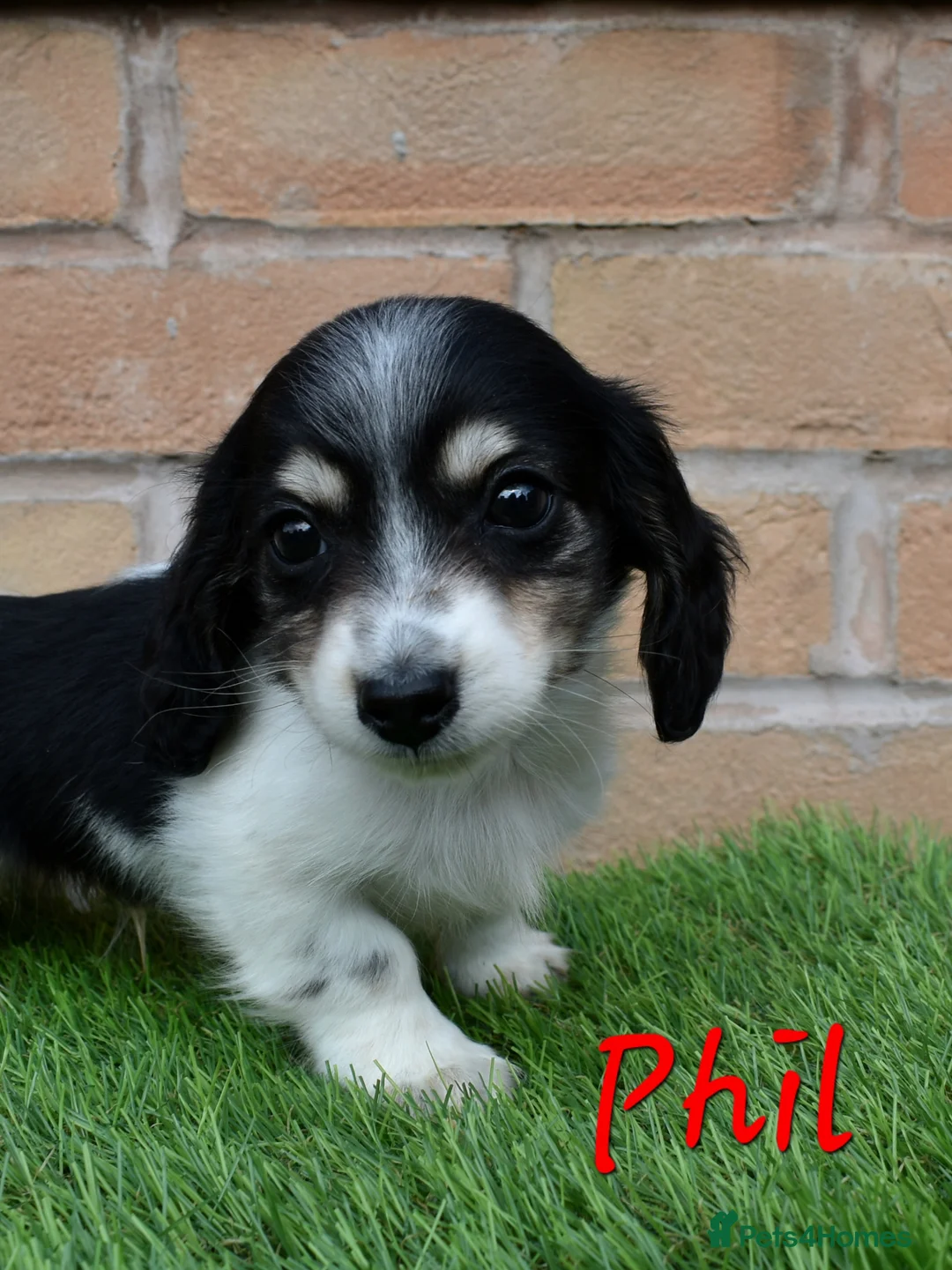 Miniature Dachshund dogs for sale: Miniature Longhaired Dachshunds  in West Bromwich - Advert 4