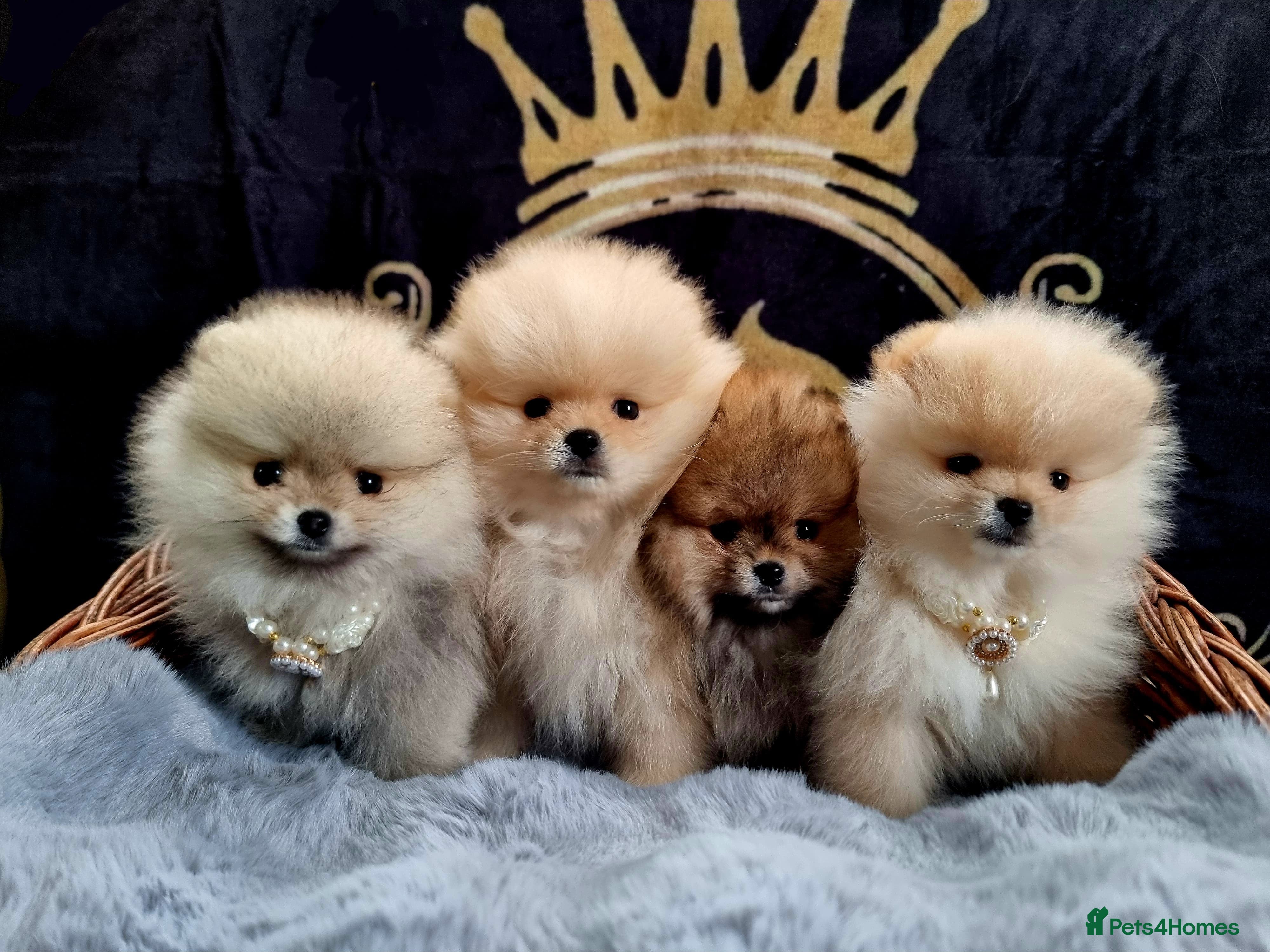 Pomeranian dogs Luxury KC Registered Pomeranian puppies for sale! - Advert 2