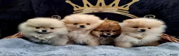 Pomeranian dogs for sale: Luxury Pomeranian puppies for sale!!! - Advert 3