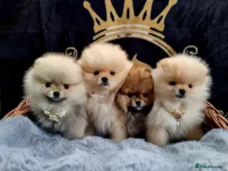 Pomeranian dogs Luxury KC Registered Pomeranian puppies for sale! - Advert 4