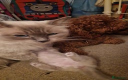 Ragdoll cats for sale: Gorgeous Ragdoll Kittens  - Image 10
