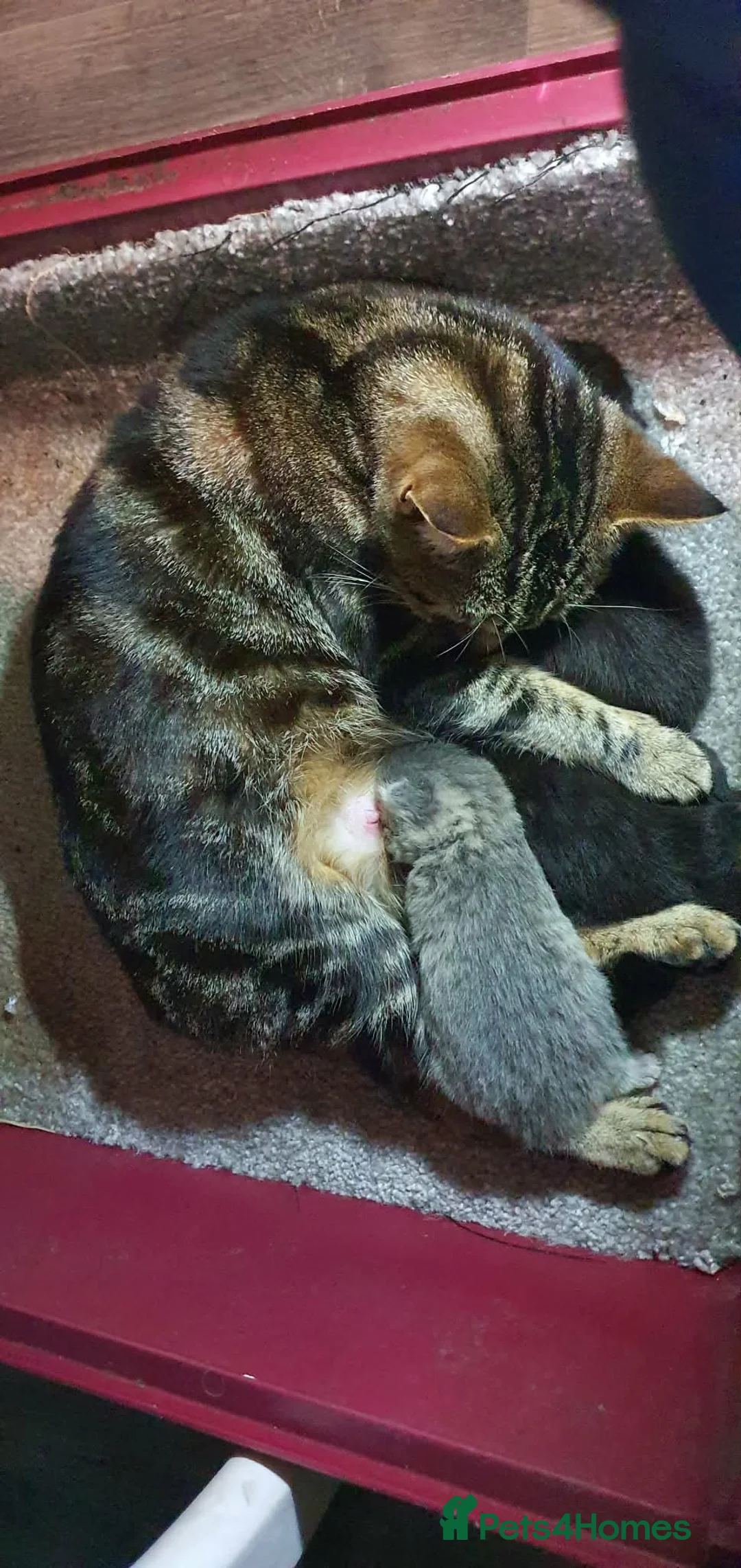 Mixed Breed cats for sale: 3 kittens  - Advert 7