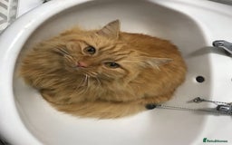 British Longhair cats for sale: Beautiful long haired ginger female  - Image 5