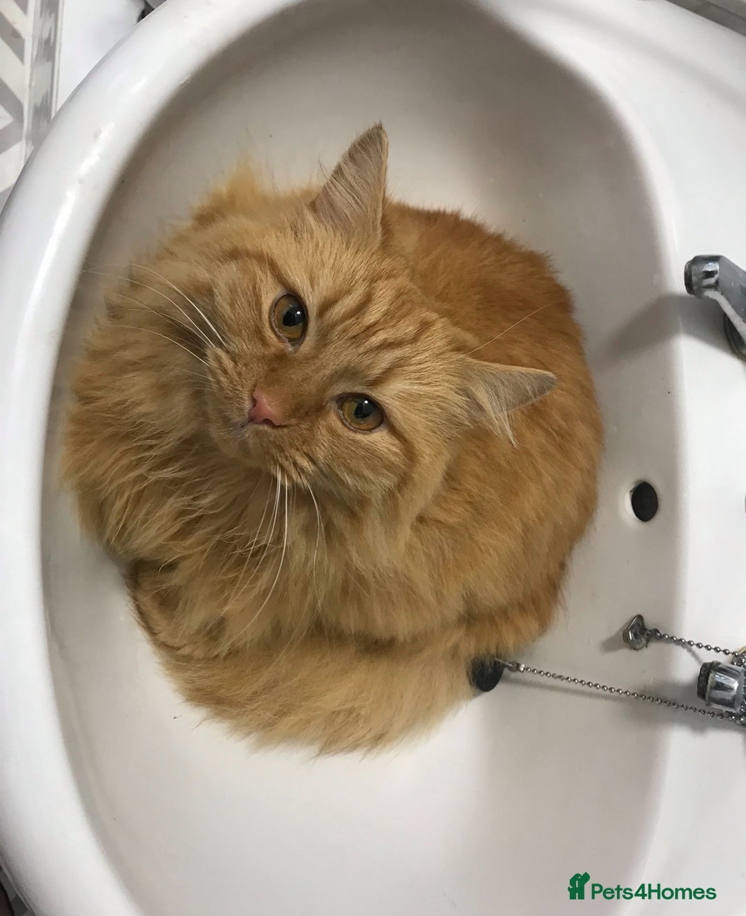 British Longhair cats for sale: Beautiful long haired ginger female  - Image 5