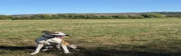 Mixed Breed dogs for sale: Barney  - Advert 3