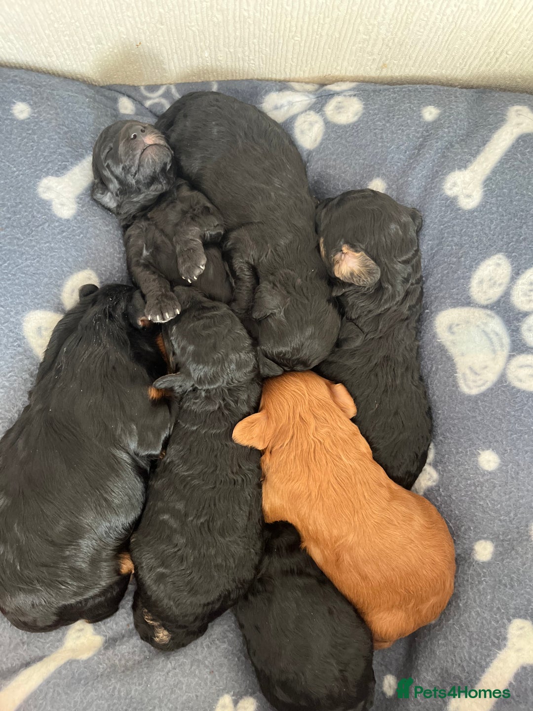 Cockapoo dogs for sale: F1b Cockapoo Puppies  - Advert 2