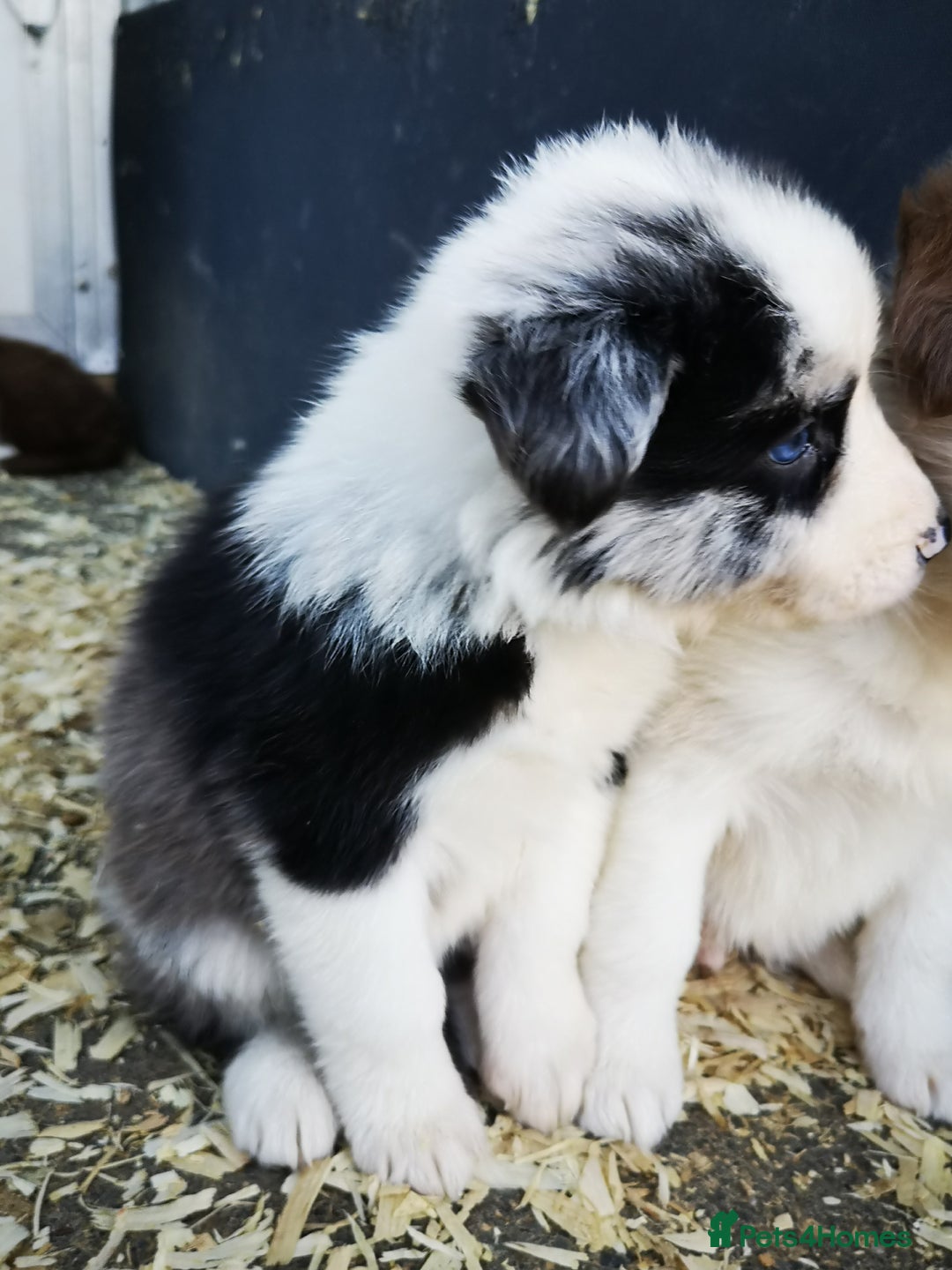 Border Collie dogs for sale: Stunning Fluffy Border Collies Puppies for Sale - Image 27