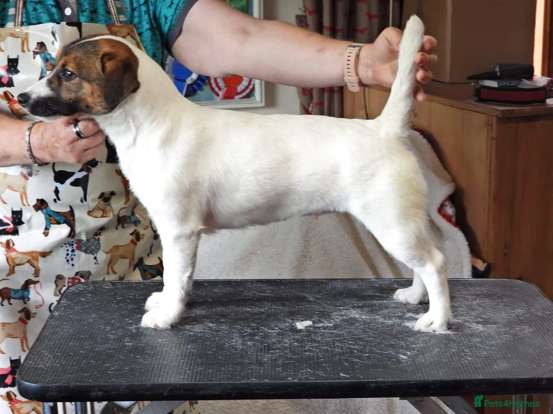 Jack Russell dogs for sale: Superb KC Reg’d Jack Russell Female Pup DNA CLEAR - Advert 3