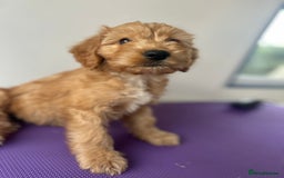 Cockapoo dogs for sale: Cockapoos ready now - Image 7