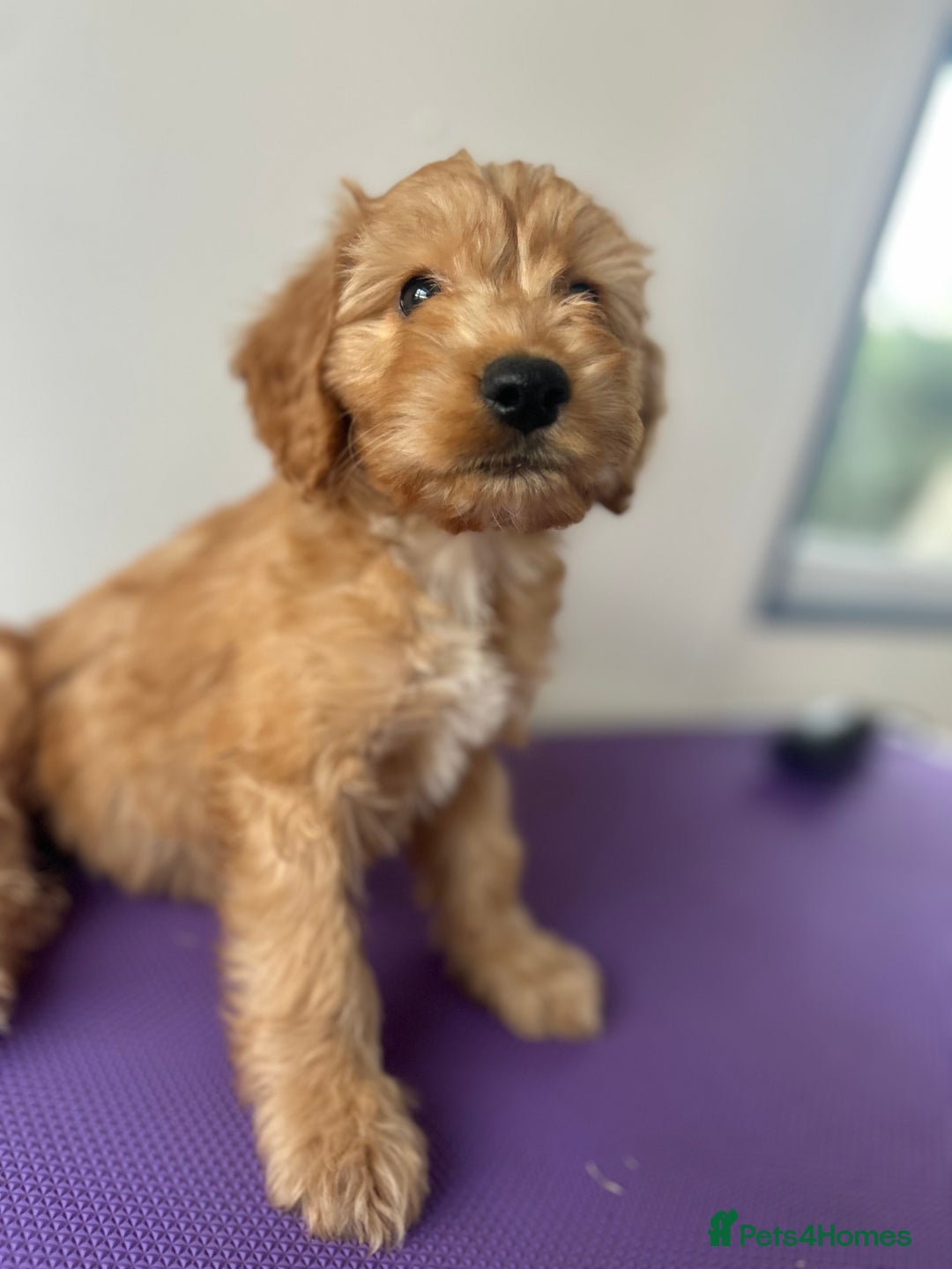 Cockapoo dogs for sale: Cockapoos ready now - Image 7