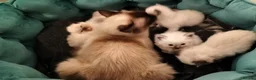 Ragdoll cats for sale: Stunning ragdoll kittens looking for new homes - Advert 6