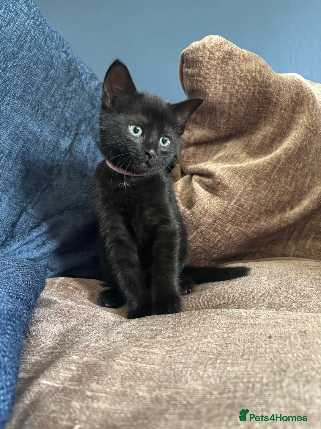 Bombay cats for sale: Adorable Bombay Kitten in Camberley - Advert 1