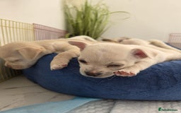 Chihuahua dogs for sale: Chihuahua puppies - Image 12