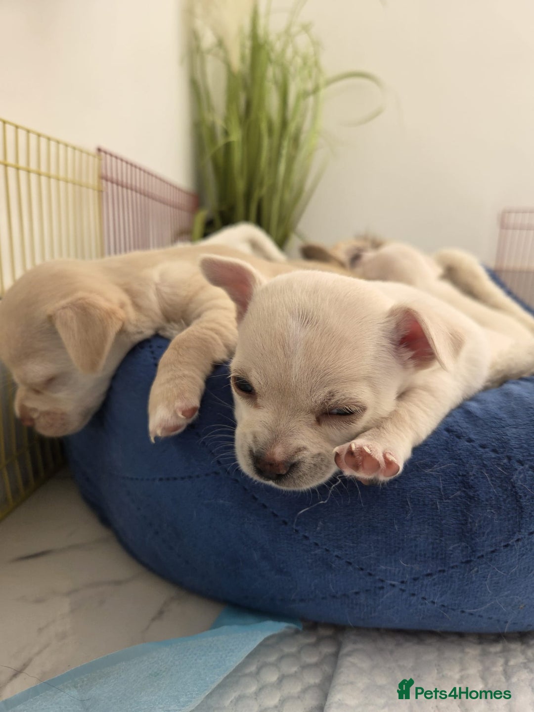 Chihuahua dogs for sale: Chihuahua puppies - Image 12
