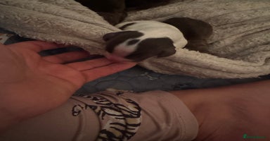 Cocker Spaniel dogs - Advert 10