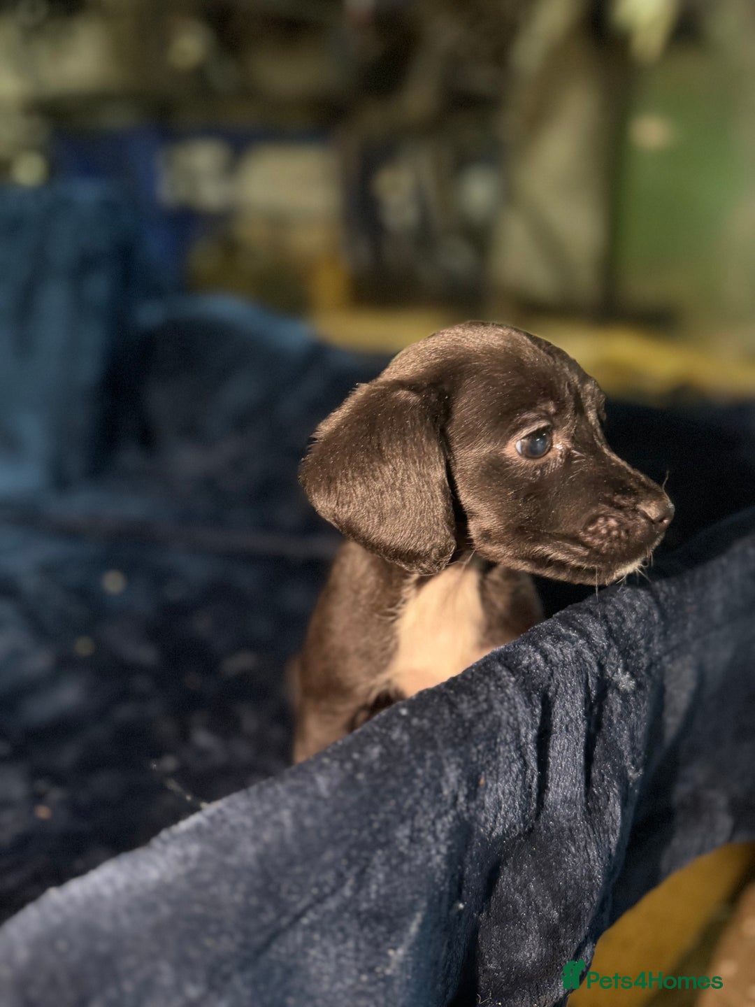 Mixed Breed dogs for sale: 3/4 spaniels 1/4 jack Russel puppy’s 🩷 - Image 14