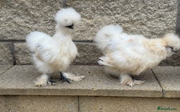 Chickens poultry for sale: Silkie Bantams - Image 5