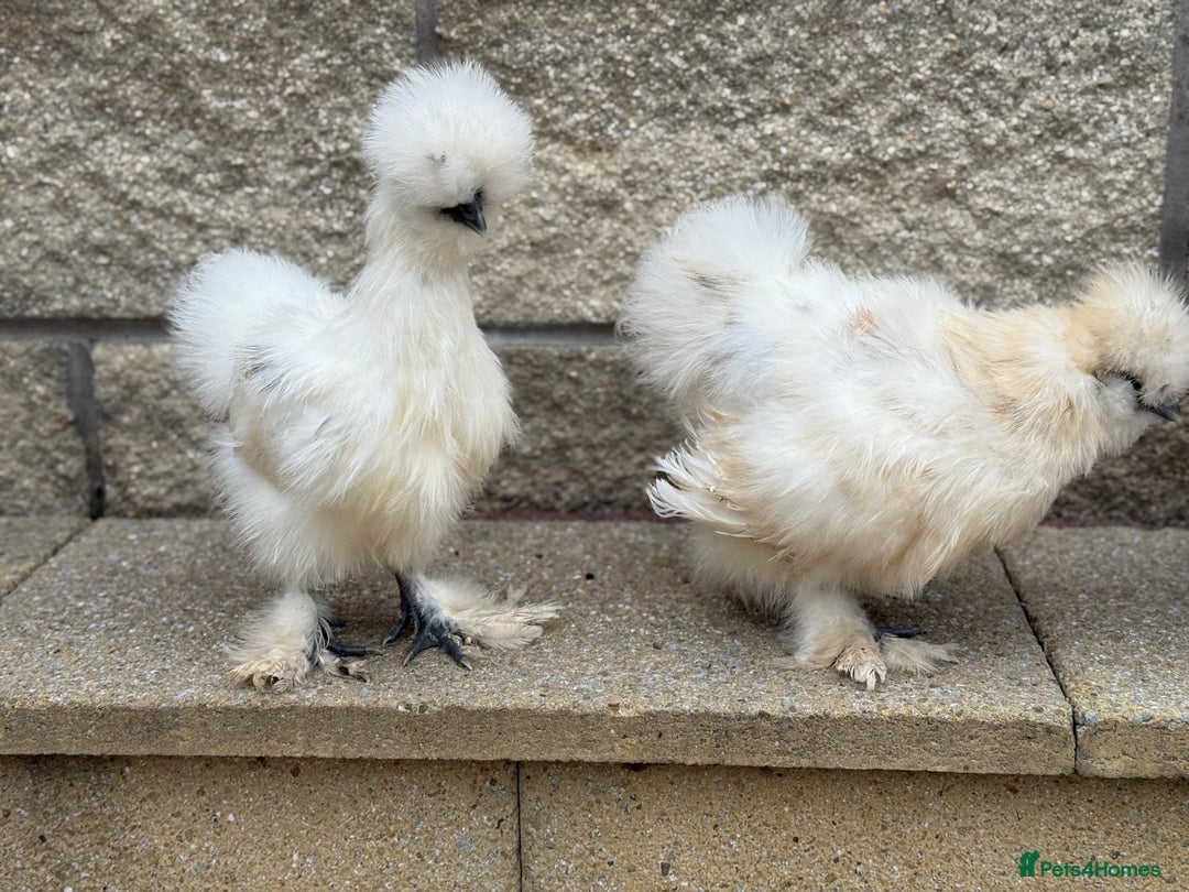 Chickens poultry for sale: Silkie Bantams - Image 5