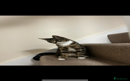 Bengal cats for sale: ****** for rehoming  - Image 5