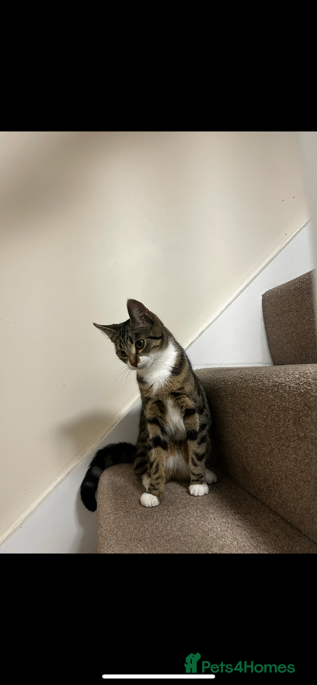 Bengal cats for sale: ****** for rehoming  - Image 5