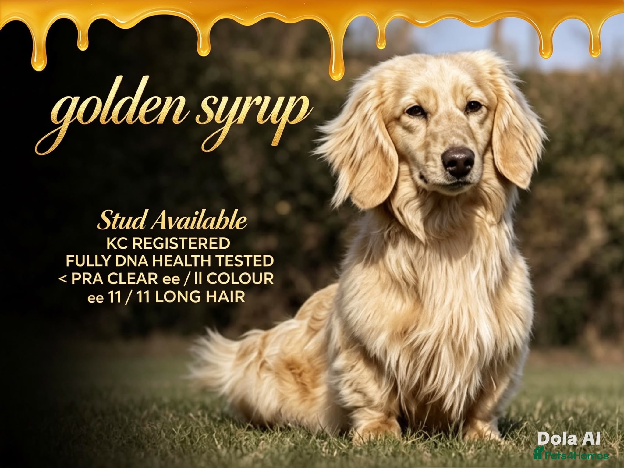 Miniature Dachshund dogs Meet golden syrup - Advert 1